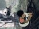Equilibrio con Barriles en The Last Guardian