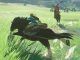 monturas en Zelda Breath of the Wild