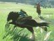 resucitar caballos en Zelda Breath of the Wild