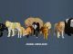 Animal Simulator Script Pastebin