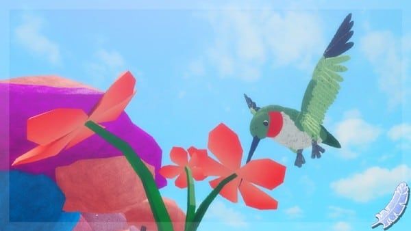 Feather Family Codes