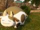 Finding and Farming Mozzarina Milk in Palworld
