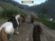 Kingdom Come Deliverance 2: How to Win the Horse Race