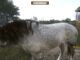 Kingdom Come Deliverance How to Get Warhorse Jenda