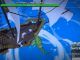 How to get Monster Magnet in Blox Fruits