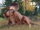 Jurassic World Evolution 2 Money Cheat
