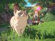 Ni no Kuni Cross Worlds Reroll Guide