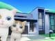 Pet Party Codes