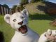 Planet Zoo Albino Animals