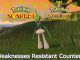 Pokemon Gallade Weaknesses Resistant Counters Scarlet and Violet
