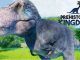Prehistoric Kingdom All Animals