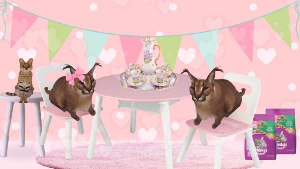Raise a Floppa Recipes