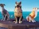 how to get pets in sea of thieves