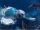 Subnautica Below Zero Lead Location
