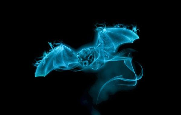 Wizarding World Patronus Bat Answers