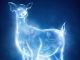 Wizarding World Patronus Doe Answers