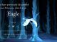 Wizarding World Patronus Eagle Answers