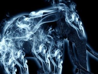 Wizarding World Patronus Elephant Answers