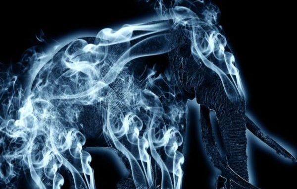Wizarding World Patronus Elephant Answers