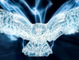 Wizarding World Patronus Hedwig Snowy Owl Answers