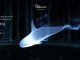 Wizarding World Patronus Orca Answers