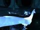 Wizarding World Patronus Peacock Answers