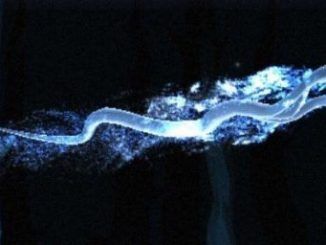 Wizarding World Patronus Runespoor Answers