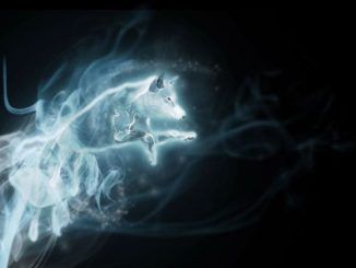 Wizarding World Patronus Wolf Answers