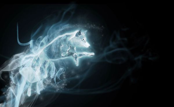 Wizarding World Patronus Wolf Answers