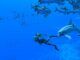 endless ocean luminous how to befriend fish