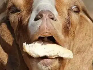 how to get i am bread in goat simulator