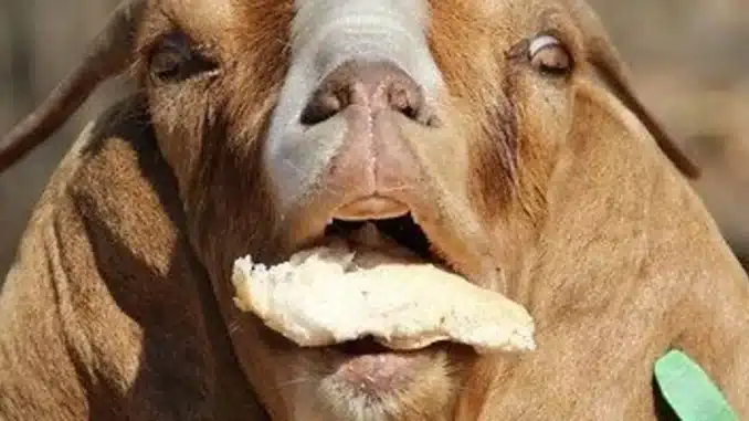 how to get i am bread in goat simulator