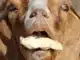how to get i am bread in goat simulator