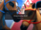 Ultimate Horse Race Codes